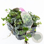 Hedera helix GM sixpack