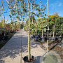 Quercus ilex 120 cm stam container 20-25