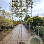 Quercus ilex 160 cm stam container 10-12 lei 120x120