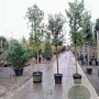 Quercus ilex 160 cm stam container 12-14
