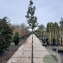 Quercus ilex 160 cm stam container 4-6