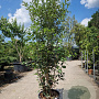 Quercus ilex 175-200 cm 30L