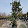 Quercus ilex 175-200 cm 35L