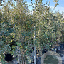 Quercus ilex 200-250 cm 35L