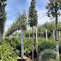 Quercus ilex 200 cm stam container 10-12 lei 150x120