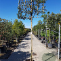 Quercus ilex 200 cm stam container 16-18 lei 150x150