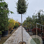 Quercus ilex 220 cm stam container 12-14