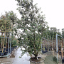 Quercus ilex 350-400 cm cont. 230L extra