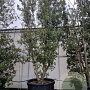 Quercus ilex 600-700 cm container meerstammig