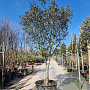 Quercus ilex rotundifolia 70 cm stam container 35-40