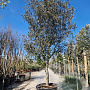 Quercus ilex rotundifolia 70 cm stam container 40-45