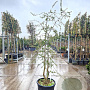 Quercus suber 175-200 cm cont. 70L meerstammig