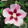Hibiscus hamabo 30-35 cm 2,0L