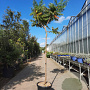 Rhus typhina 'Dissecta' 170 cm stam container 10-12 lei 120x150