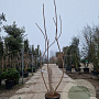 Rhus typhina 'Dissecta' 250-300 cm 35L