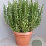 Rosmarinus officinalis GM 30L