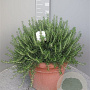 Rosmarinus off. 'Prostratus' GM 30L
