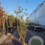 Sambucus nigra Black Tower 200-250 cm container solitair