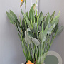Strelitzia reginae 140-160 cm 25L