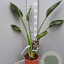 Strelitzia reginae GM C6L