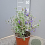 Teucrium fruticans 'Azureum' 25-30 cm 3,0L