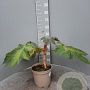 Tetrapanax papyrifer 'Rex' GM C5