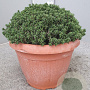 Thymus citriodorus GM C5