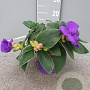 Tibouchina urvilleana 'Rich Blue' 30 cm 2,0L