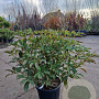 Trochodendron aralioides 60-80 cm 20L