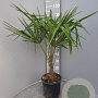 Trachycarpus fortunei 50-60 cm 6L