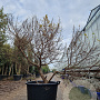 Ulmus minor 'Jacqueline Hillier' 125-150 cm container meerstammig