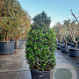 Viburnum tinus 125-150 cm cont. 110L