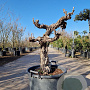 Vitis vinifera 240 cm stam container 20-25