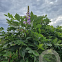 Wisteria sinensis 160 cm stam container 18-20