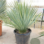 Yucca rostrata 50-60 cm container