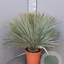 Yucca rostrata 60-80 cm container