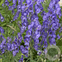 Aconitum fischeri GM P9