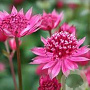 Astrantia maj. 'Red Joyce' GM P9