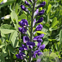Baptisia 'Nachthemel' GM P9