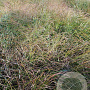 Calamagrostis arundinacea GM 2,0L