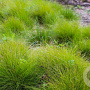 Carex eburnea GM P9