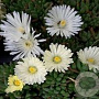 Delosperma congestum 'Album' GM P9