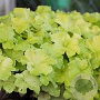 Heuchera 'Guacamole' GM P9
