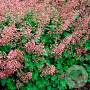 Heuchera 'Strawberry Swirl' GM P9