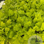 Heuchera 'Lime Marmalade' GM 2,0L