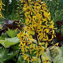 Ligularia 'Little Rocket' GM P9