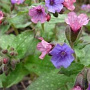 Pulmonaria s. 'Mrs Moon' GM P9