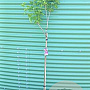 Syringa v. 'Michel Buchner' 100 cm stam 5,0L