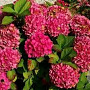 Hydrangea m. 'Alpenglühen' 25 cm P17