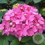 Hydrangea m. 'Bouquet Rose' 30-35 cm 2,5L